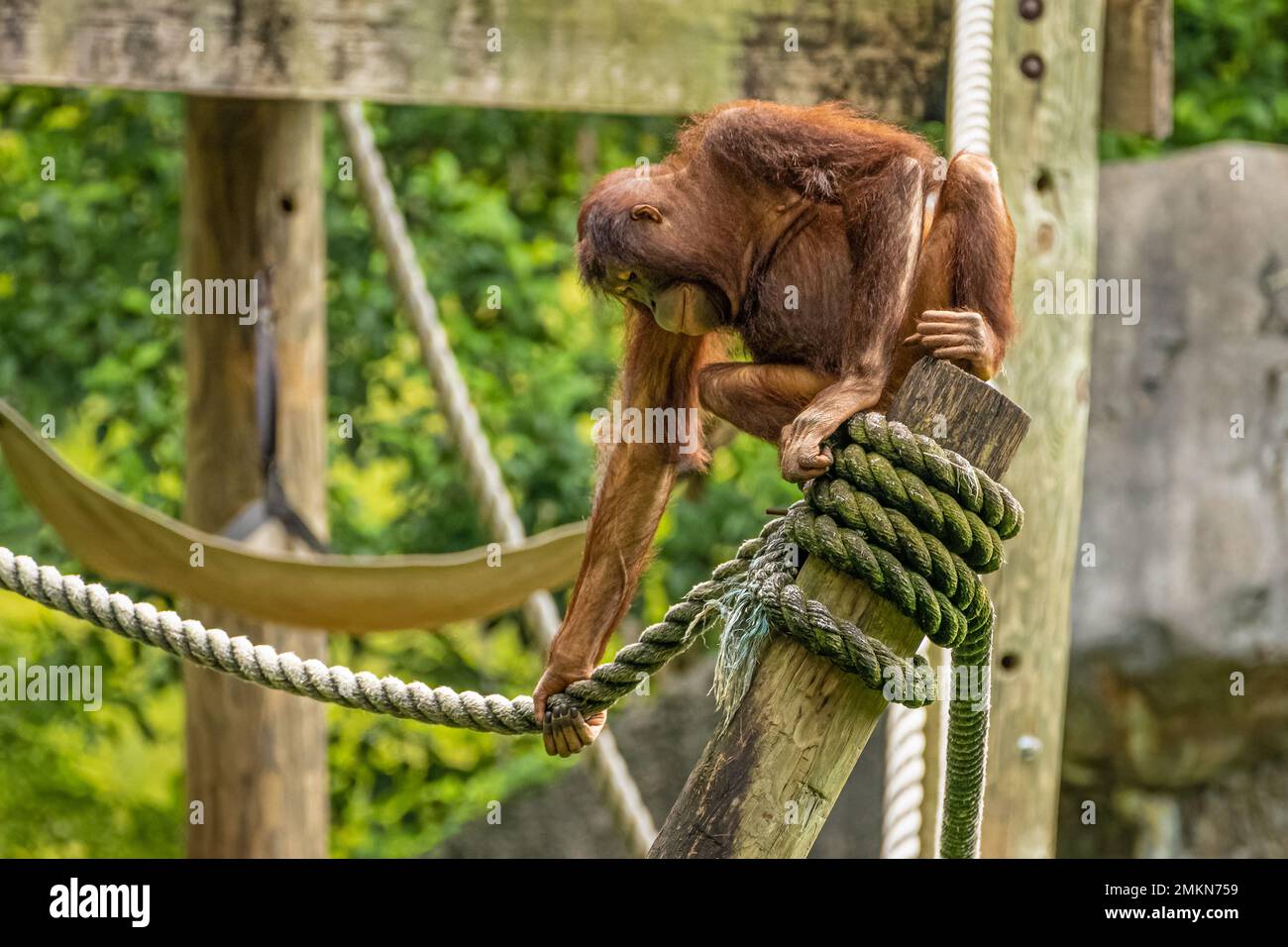 Orangutan holding rope at Zoo Atlanta near downtown Atlanta, Georgia. (USA) Stock Photo