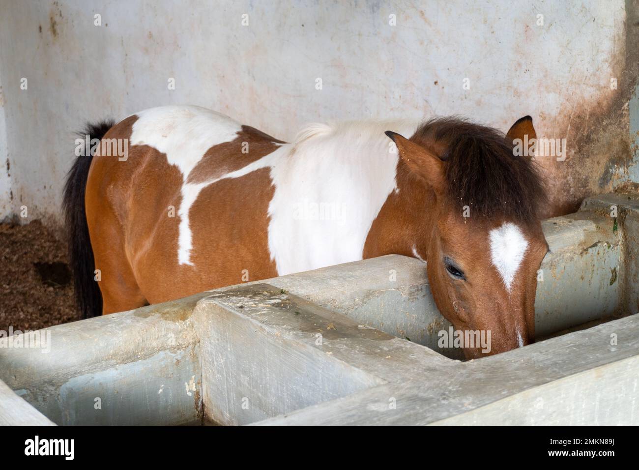horse in the stable at the zoo landscape Stock Photo Alamy