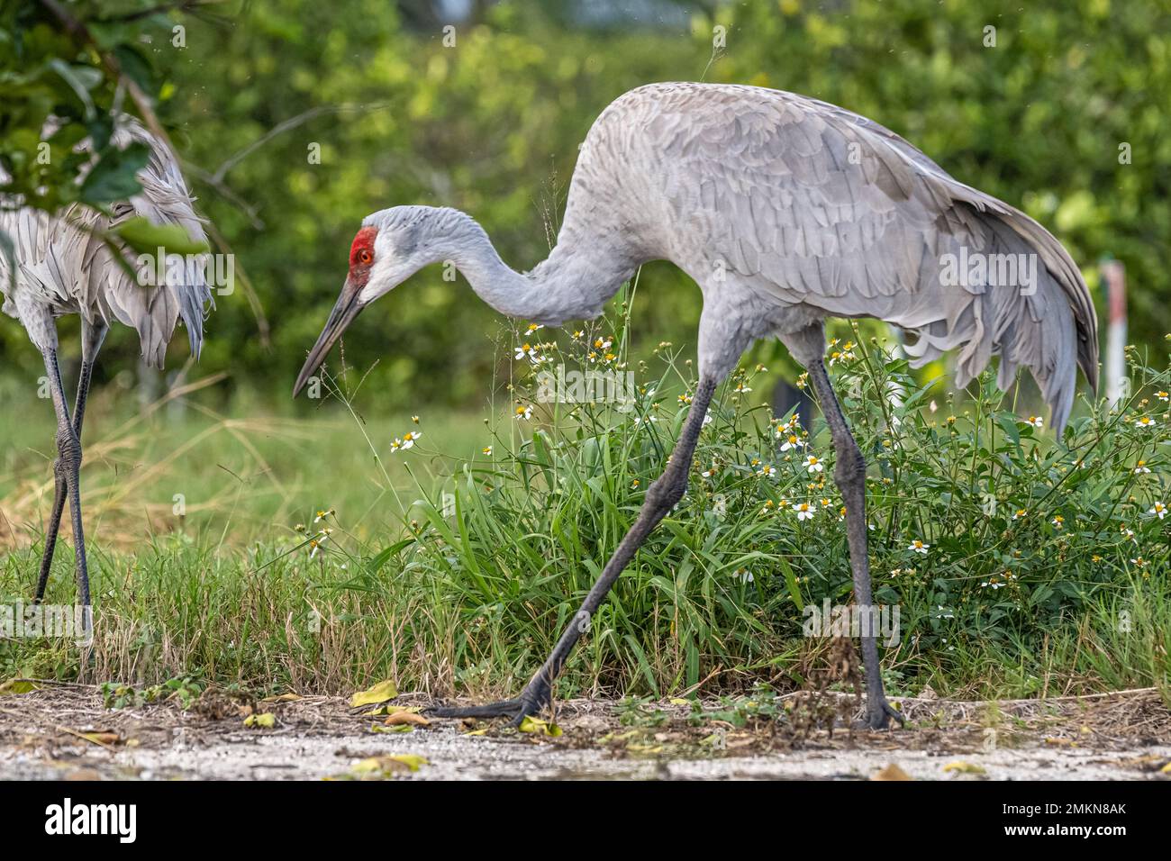 Sandhill cranes (Grus canadensis) wandering through a citrus grove in