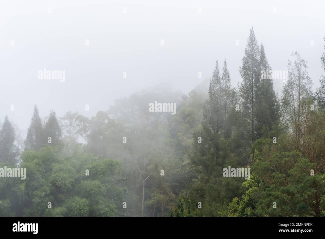 Misty landscape fir forest hi-res stock photography and images - Alamy