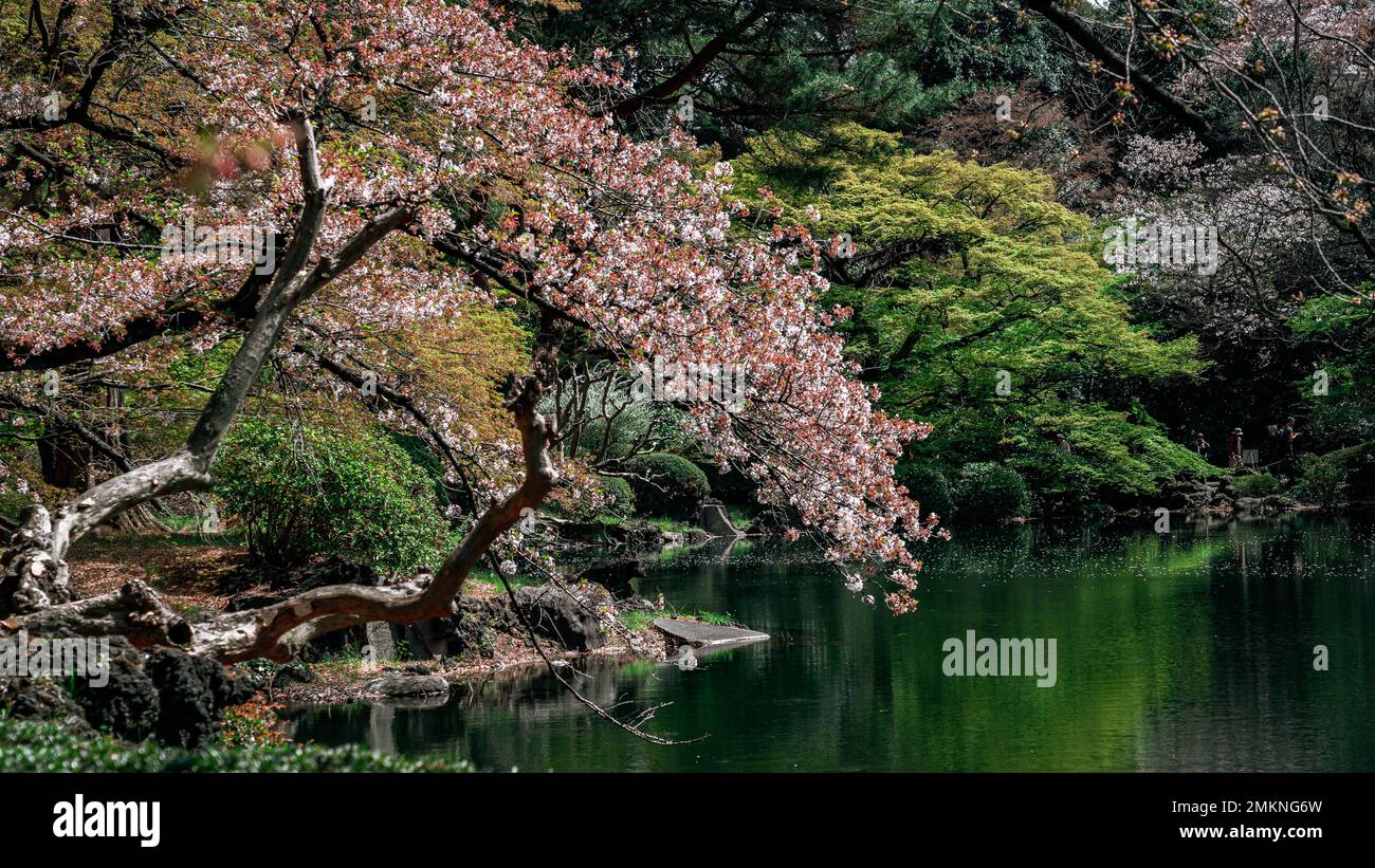 Cherry blossom in Shinjuku Gyoen National Garden, Tokyo, Japan Stock ...