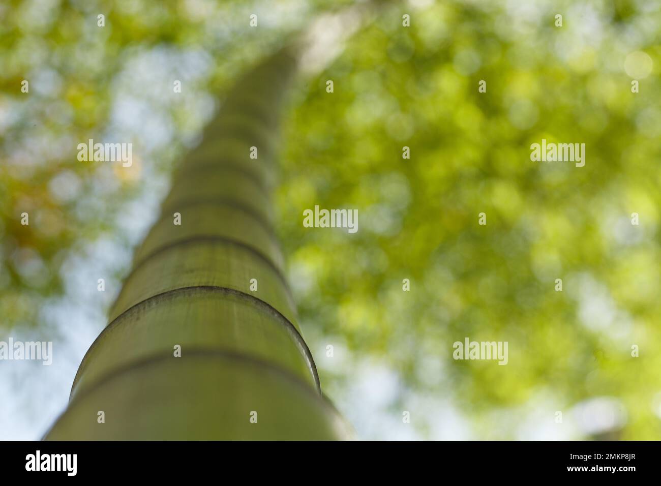 Green bamboo in the forest on green blurred nature background. Stock Photo