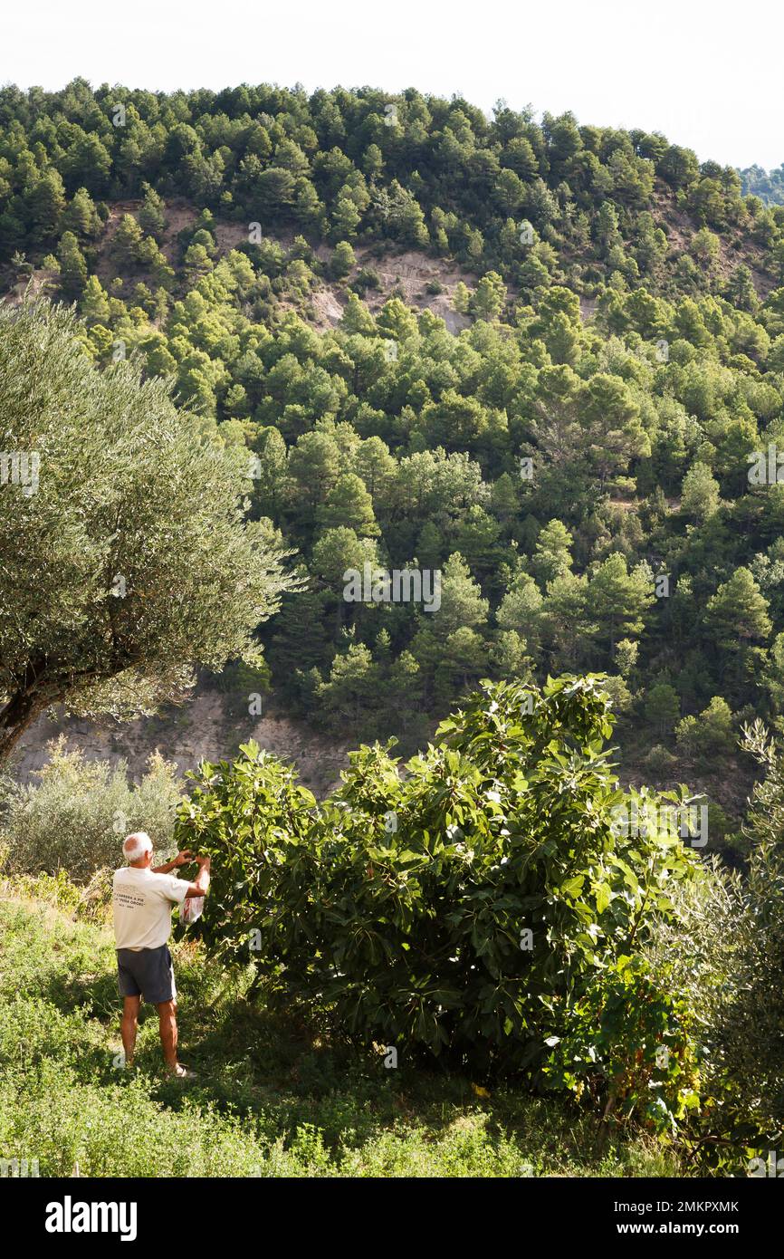 ARAGON, SPAIN - September 15, 2010. Man picking figs from a fig tree in Spanish countryside, Aragon, Spain Stock Photo