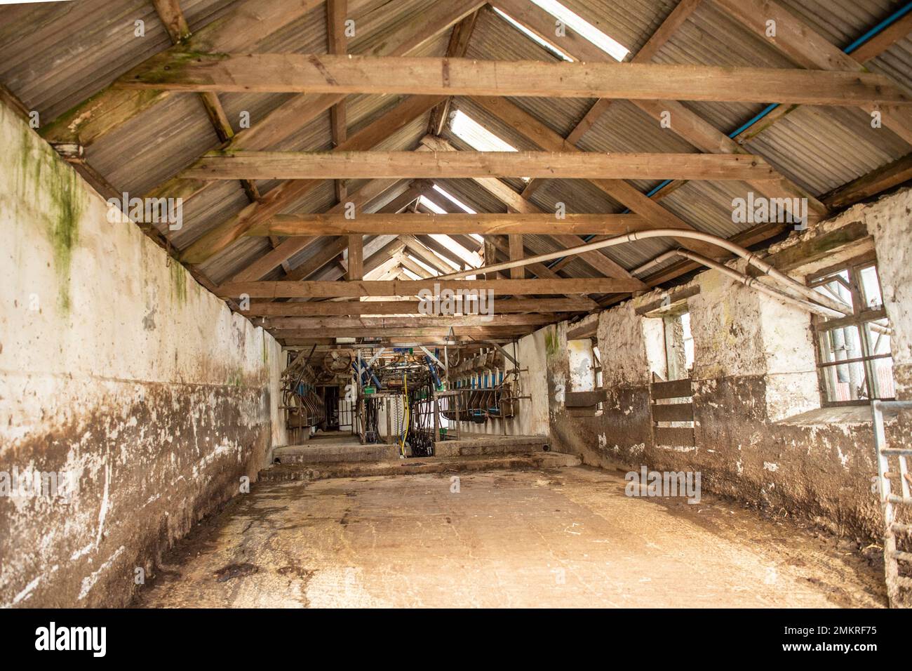 old fashioned milking parlour Stock Photo