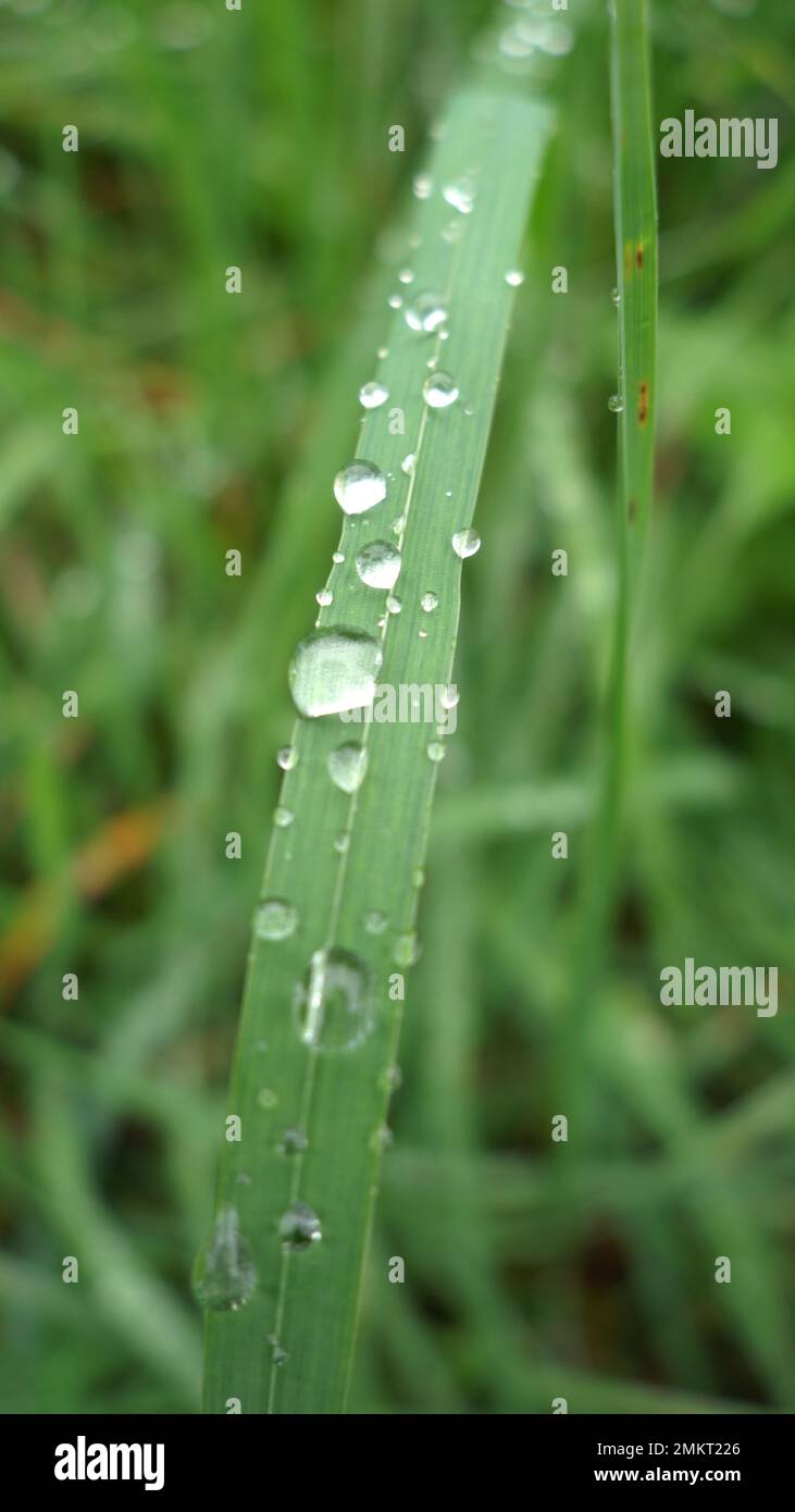 grass leaves macro with drops of rain Stock Photo