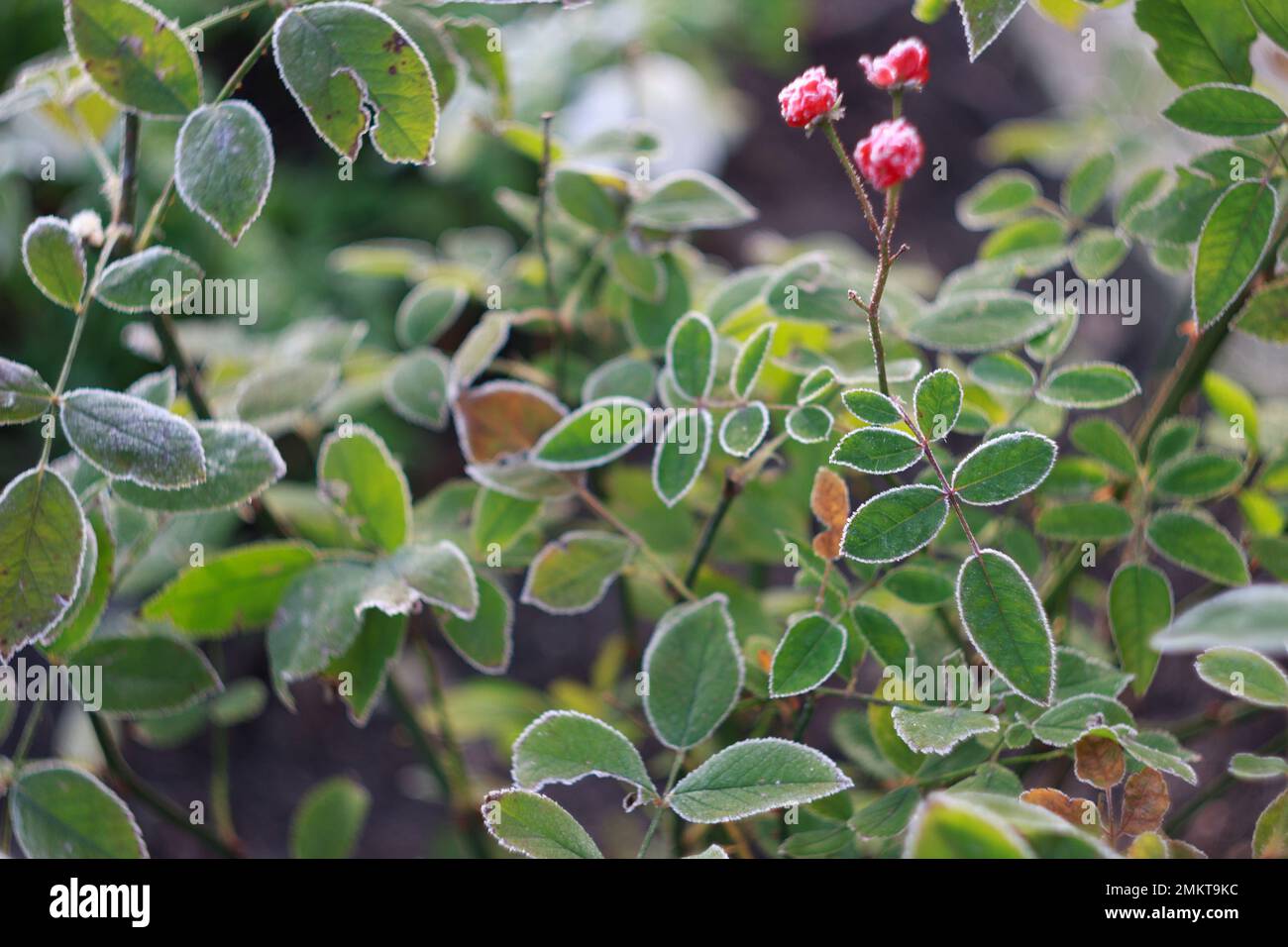 Miniature rose bush hi-res stock photography and images - Alamy
