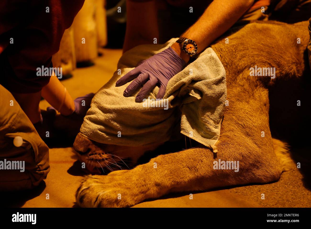 Ginni, an Asiatic lion female, is sedated while undergoing an