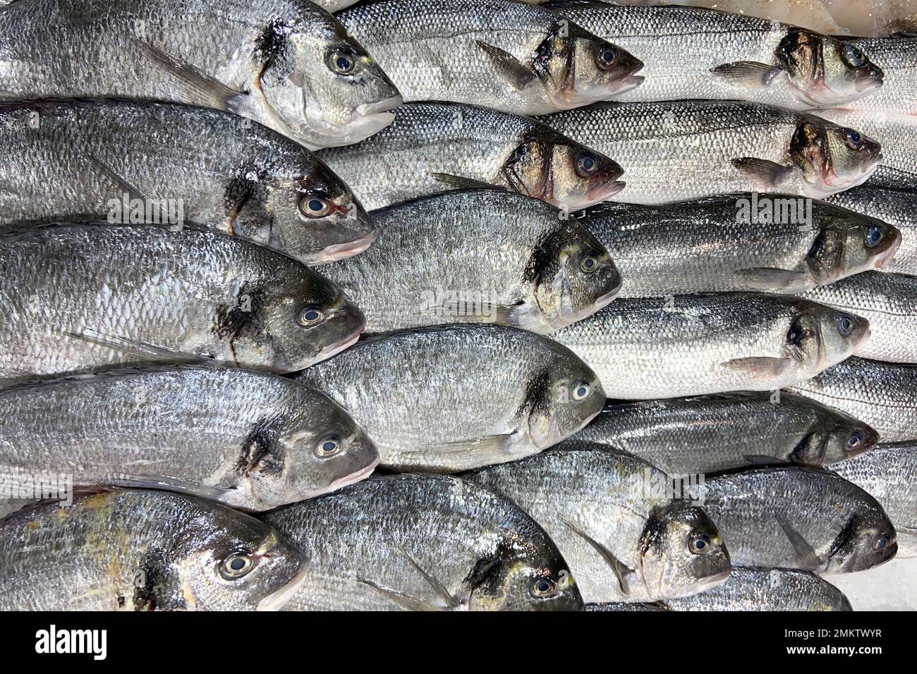 Dentici fishes (common dentex) at an Italian market Stock Photo