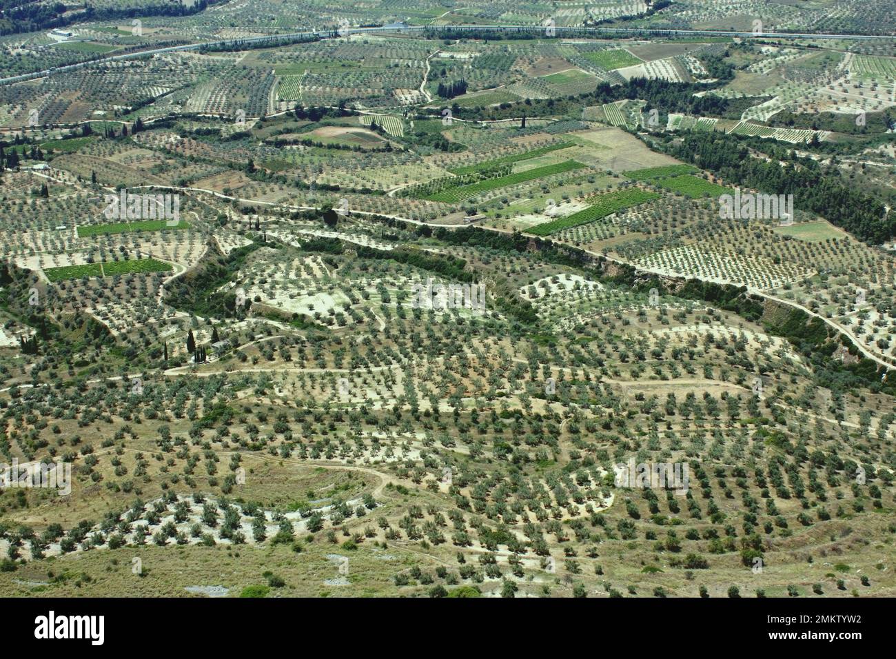 aerial view of olive groves, Greece Stock Photo Alamy