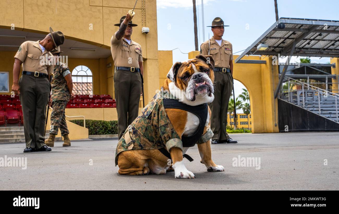 U s marine corps cpl manny the mascot of marine corps recruit depot