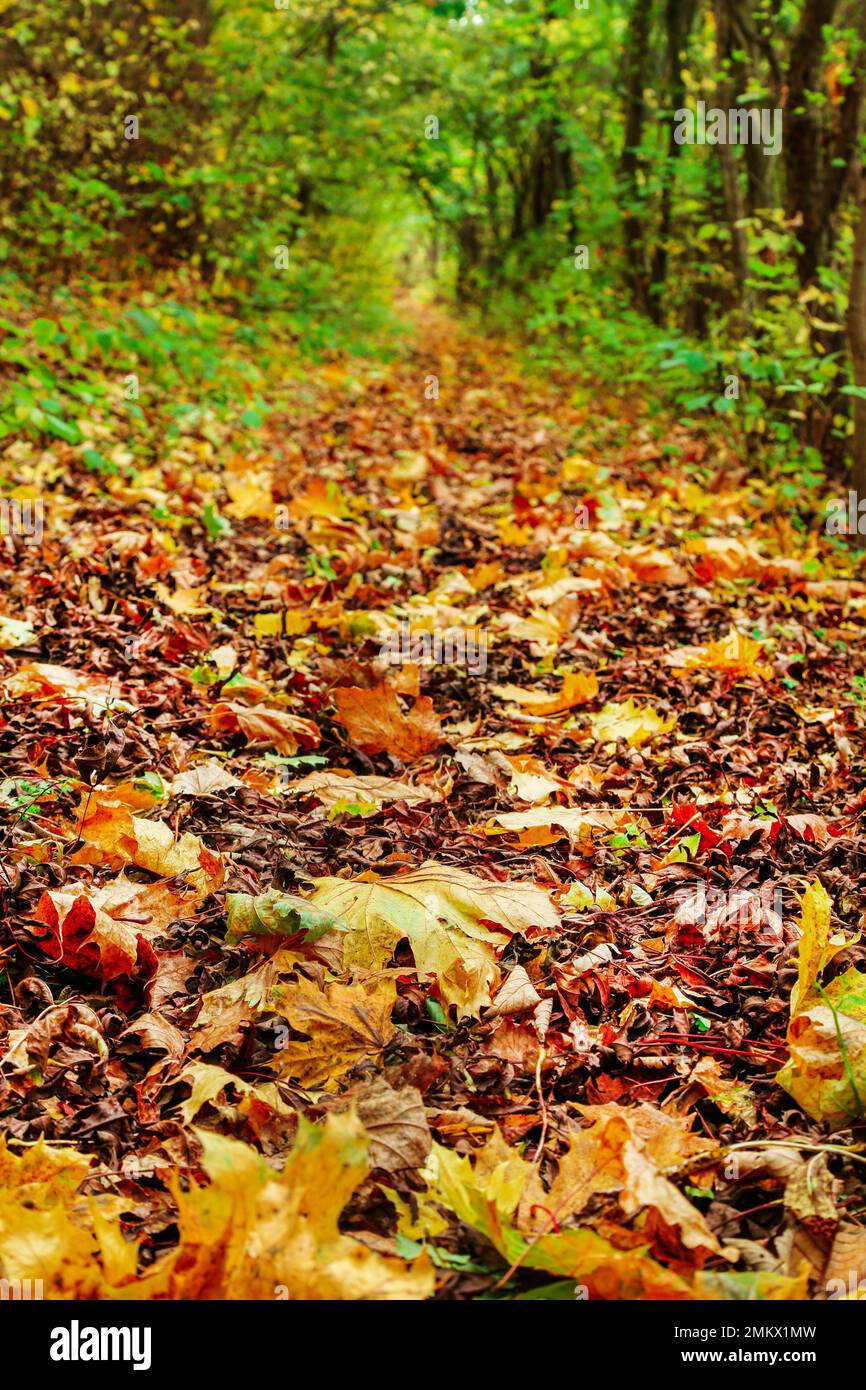 Denmark autumn leaves hi-res stock photography and images - Alamy