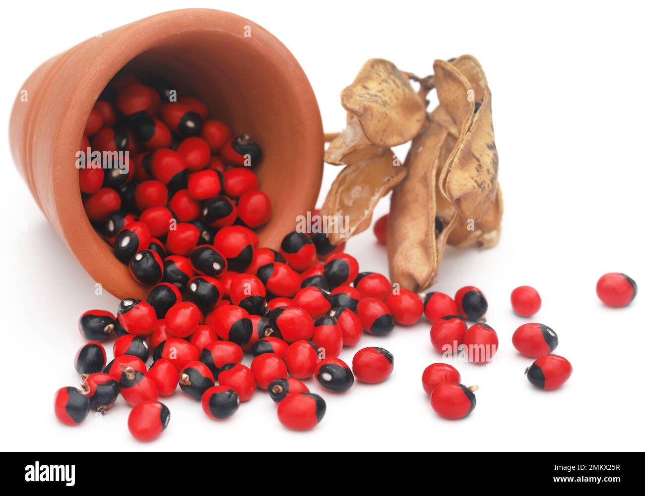 Abrus precatorius or Indian liquorice Seeds Stock Photo Alamy
