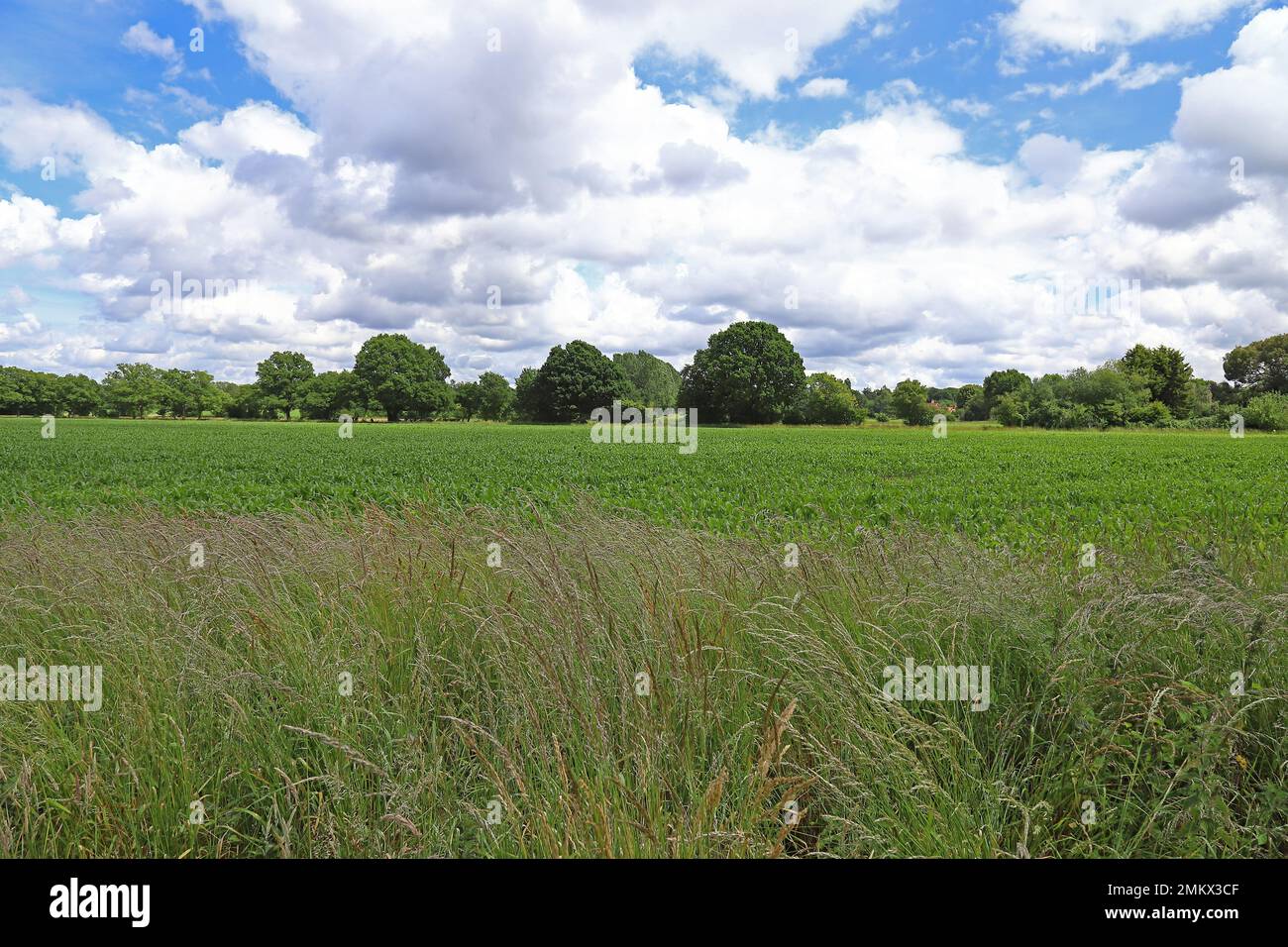 Green crop field lined with trees, with a blue sky with fluffy white clouds Stock Photo