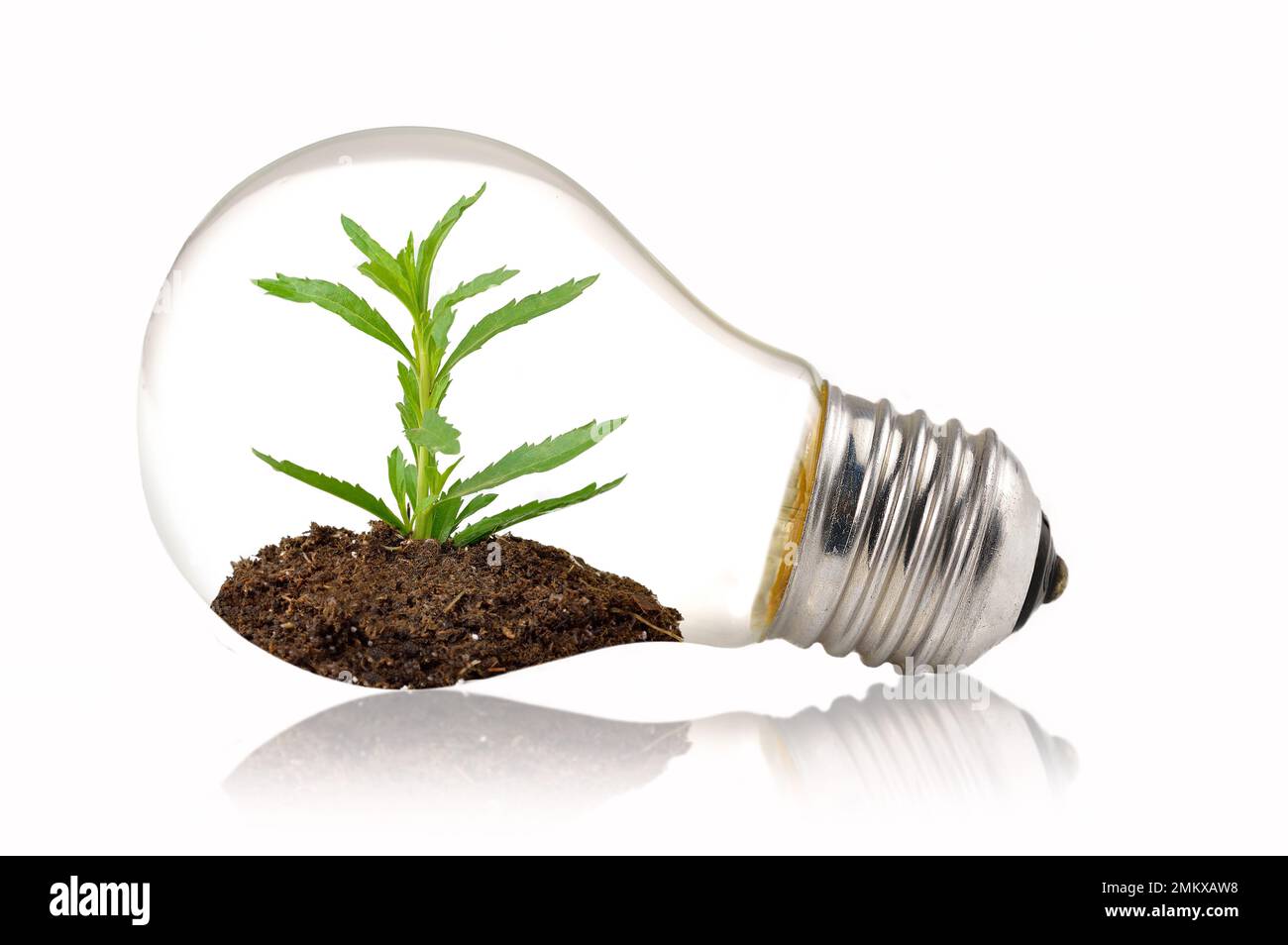 Green eco energy concept. Plant growing inside light bulb Stock Photo