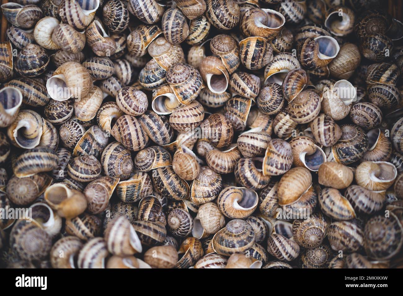 many shells from edible snails Stock Photo Alamy