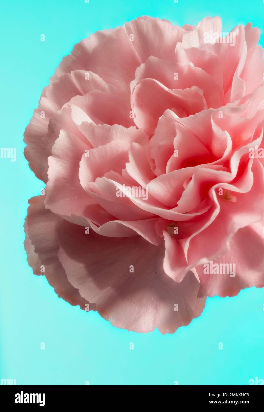 Closeup of a pink Carnation flower, photographed against a blue background Stock Photo
