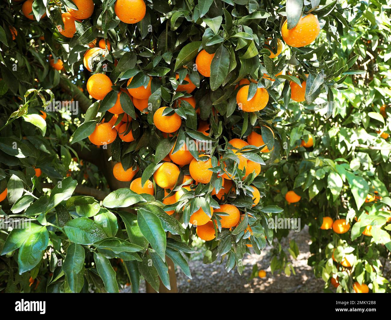 Mandarin plantation with ripe fruits in Israel. Stock Photo