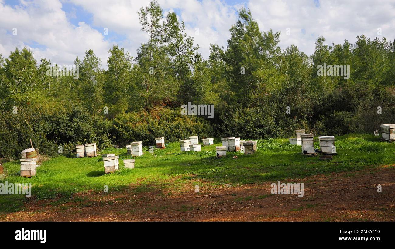 Bee hives in the forest. Israeli agriculture Stock Photo