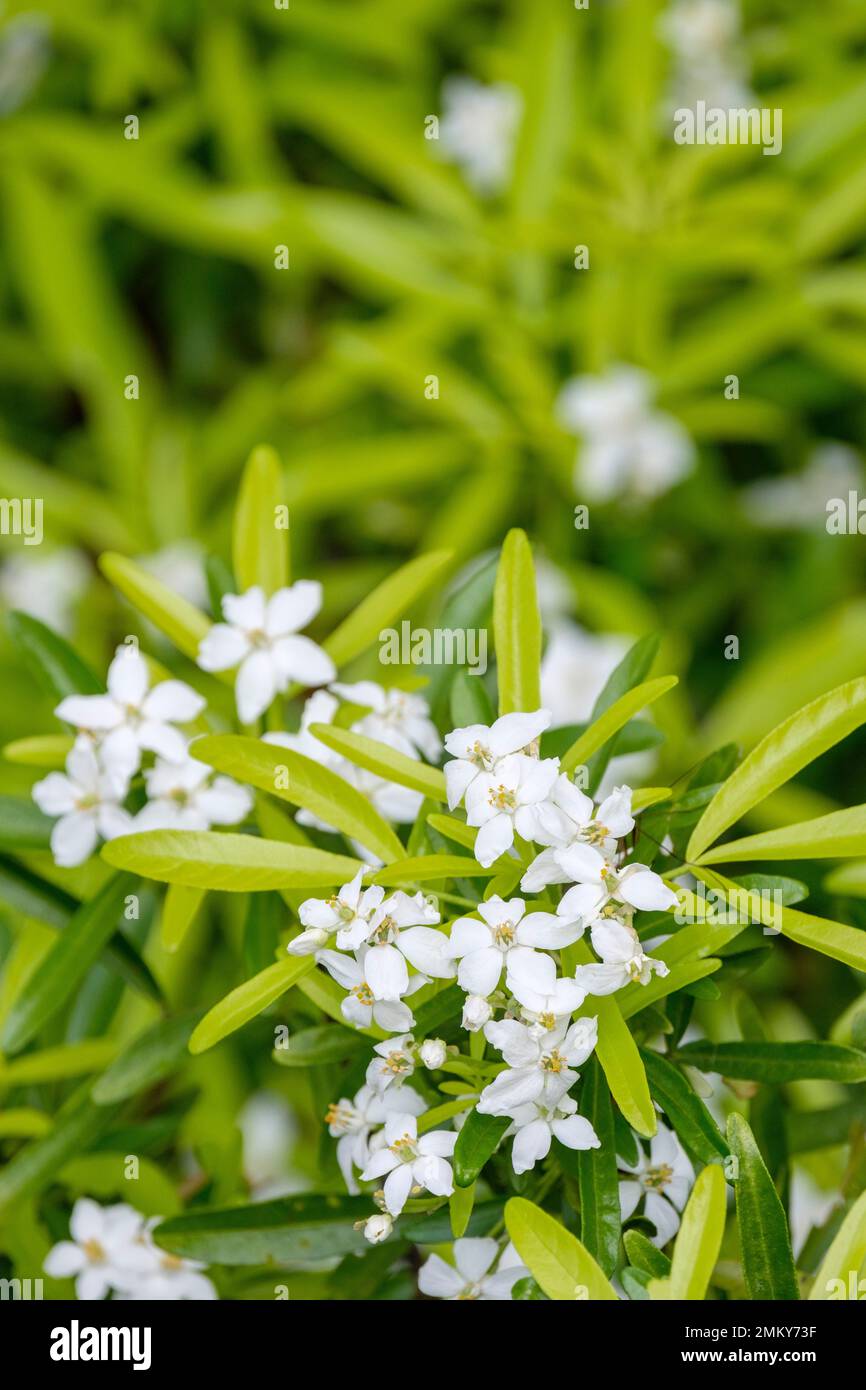 Choisya Hilgold, Mexican orange Aztec Gold, Choisya Hilgold, evergreen shrub, clusters of white flowers, lime-green and gold foliage Stock Photo