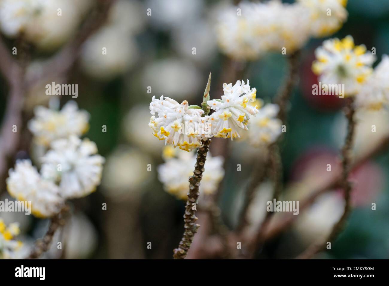 Edgeworthia chrysantha, paperbush, mitsumata, paper bush, Edgeworthia papyrifera, deciduous shrub, numerous small yellow flowers in late winter Stock Photo