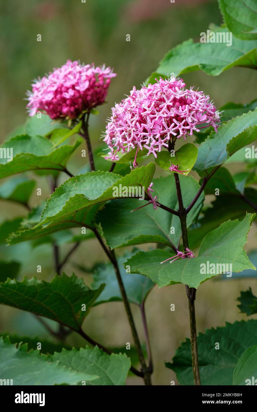 Clerodendrum bungei, rose glory bower, glory flower or Mexican hydrangea, Stock Photo