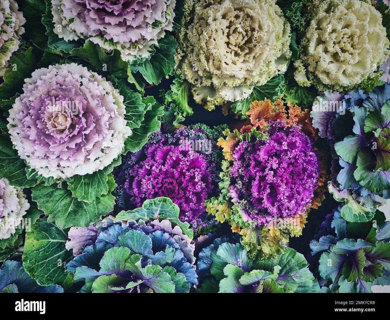 Nature background with purple flowers Stock Photo - Alamy