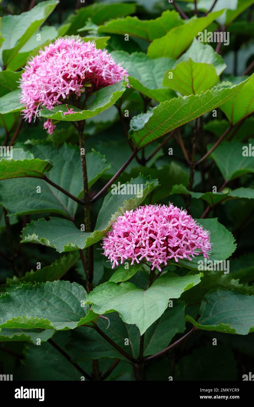 Clerodendrum bungei, rose glory bower, glory flower or Mexican hydrangea, Semi-evergreen shrub, rose pink flowers Stock Photo