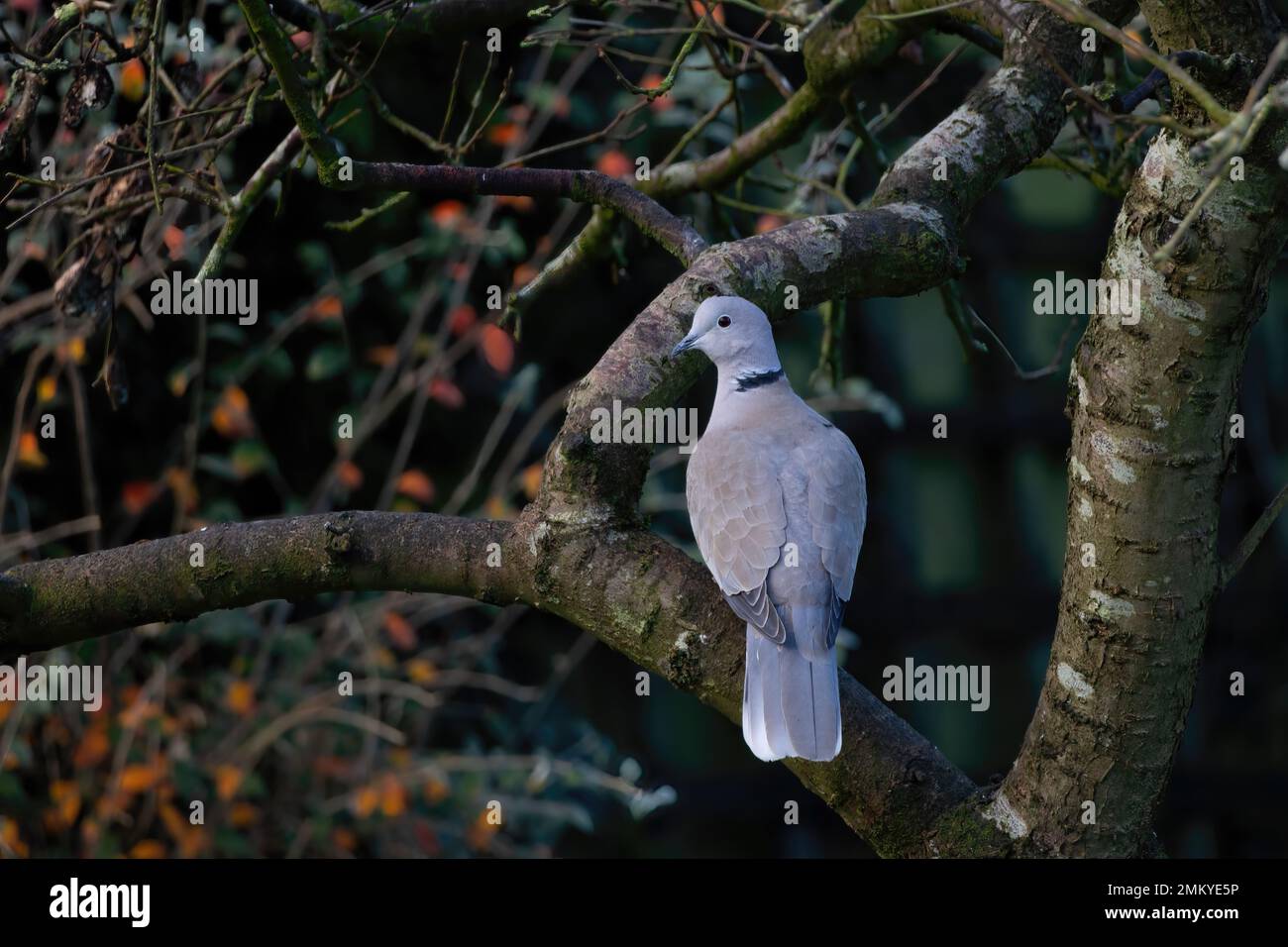 Collared Dove in Plum Tree in Sussex, England Stock Photo Alamy