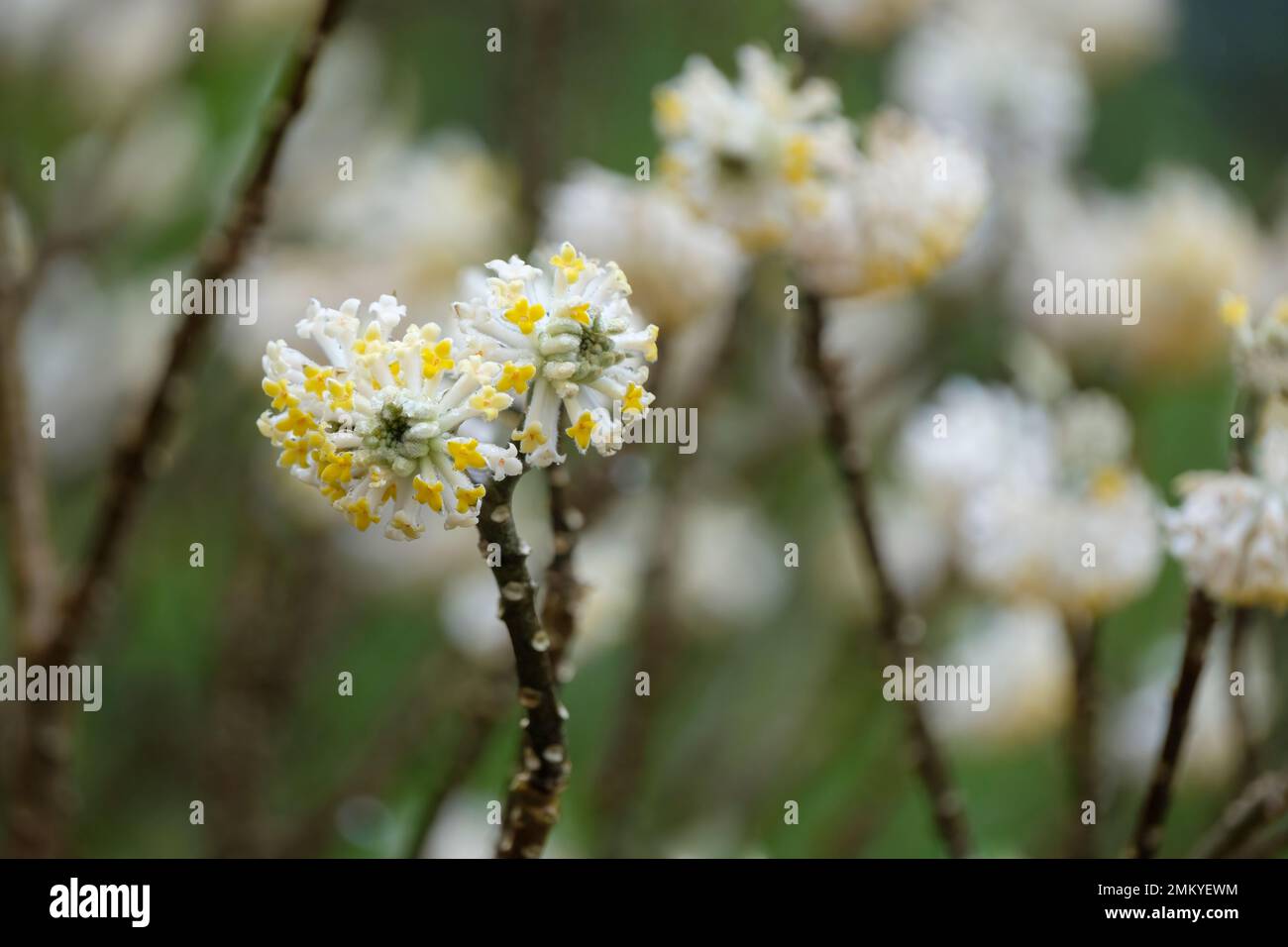 Edgeworthia chrysantha, paperbush, mitsumata, paper bush, deciduous shrub, numerous small yellow flowers in late winter Stock Photo