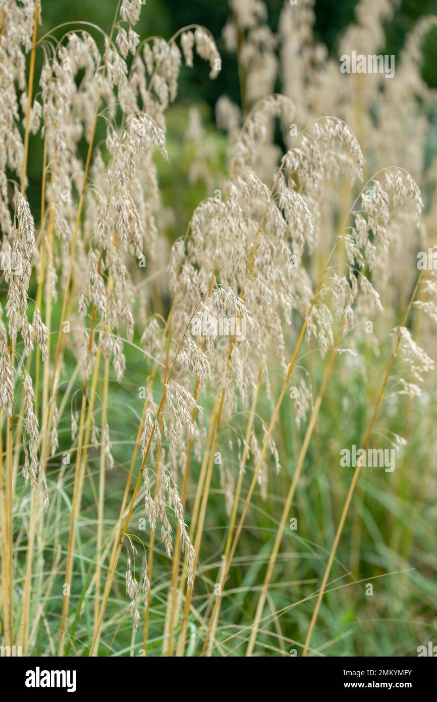 Ampelodesmos mauritanicus, diss grass, dis grass, evergreen grass, drooping flower heads, Stock Photo