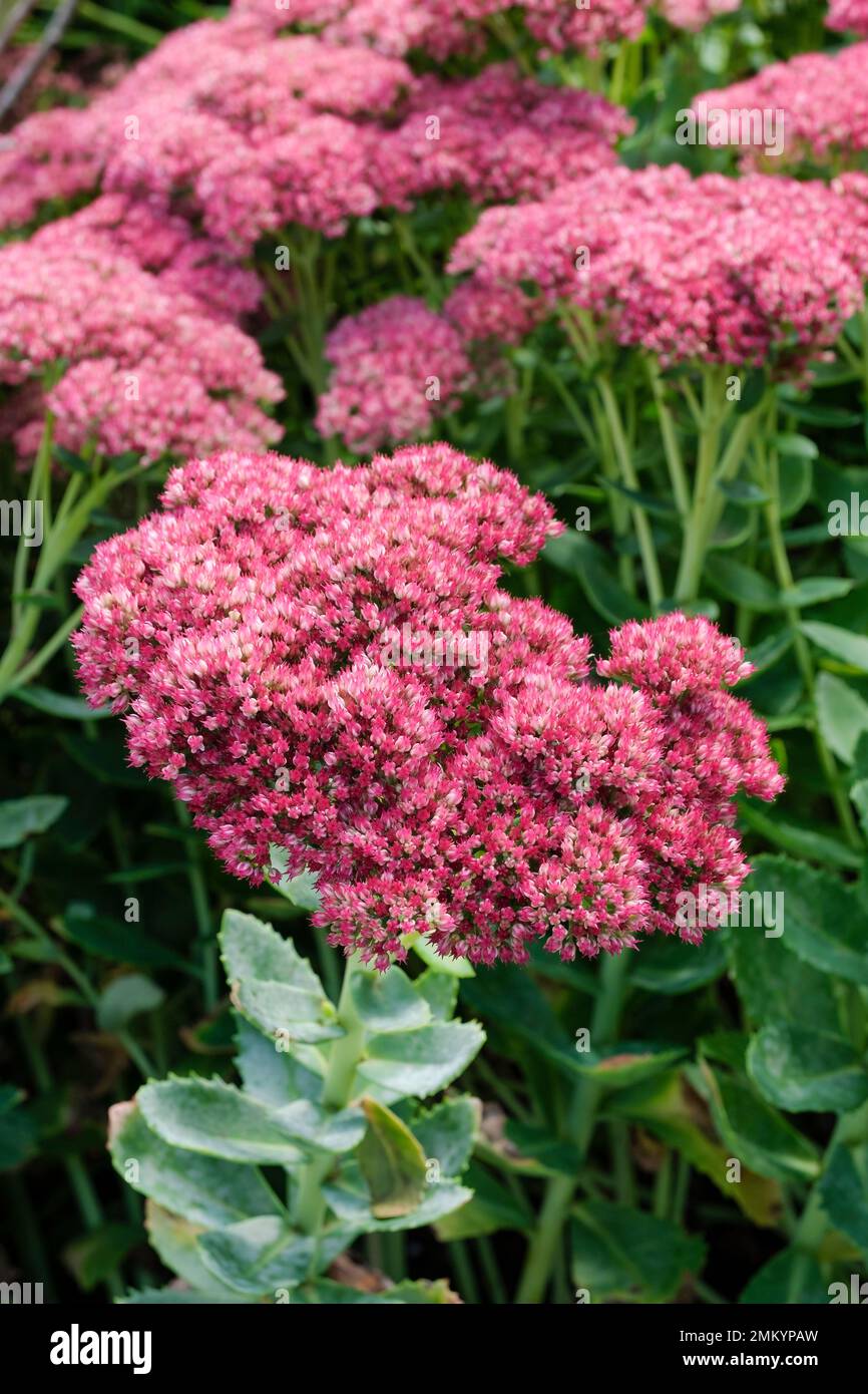 Sedum Red Cauli, stonecrop Red Cauli, deciduous perennial, flattish heads small, starred flowers Stock Photo
