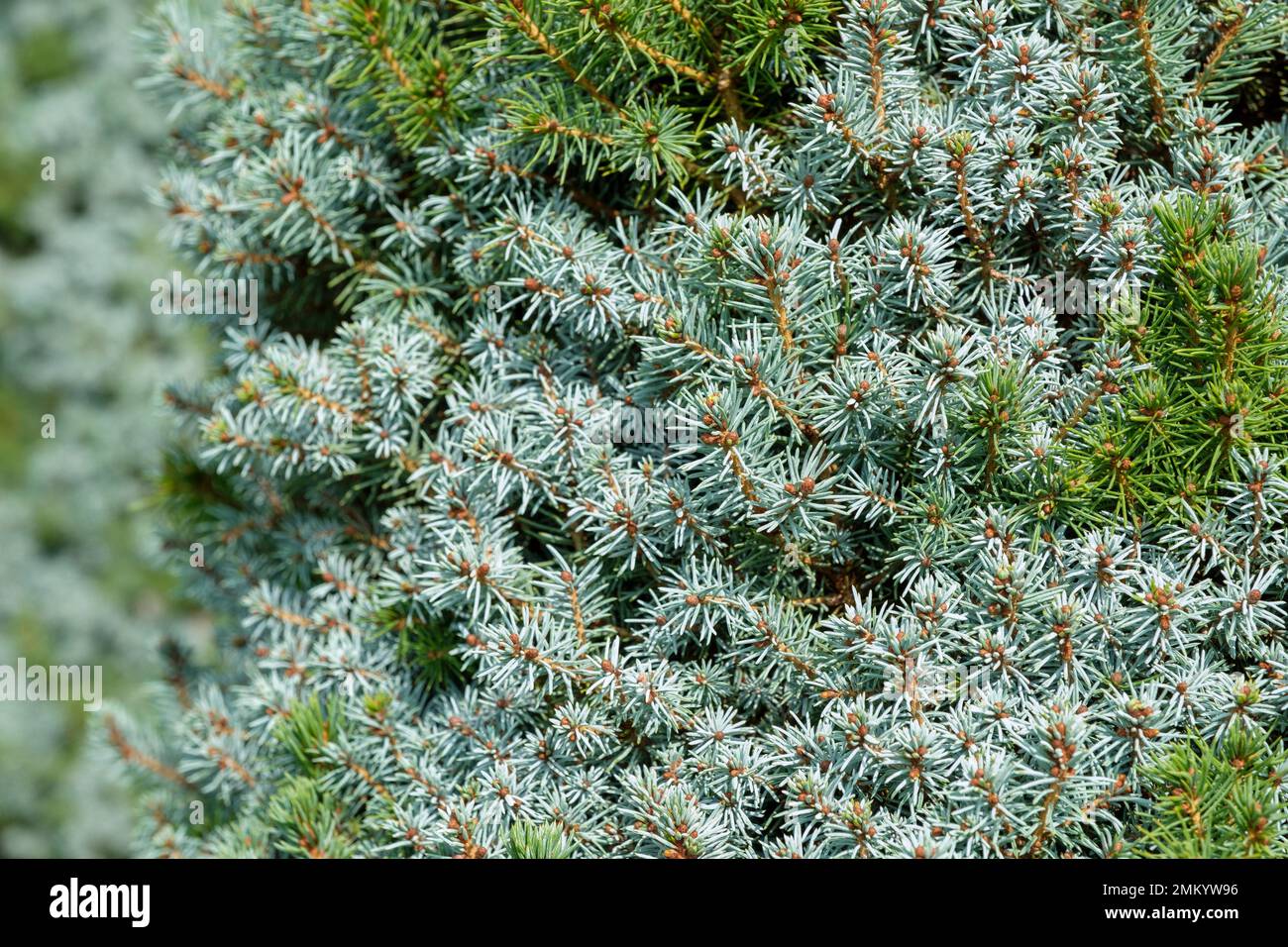 Picea glauca var. albertiana Alberta Blue ('Haal'PBR), Alberta spruce [Alberta Blue], Picea glauca var. albertiana 'Haal'PBR, Picea glauca var. albert Stock Photo