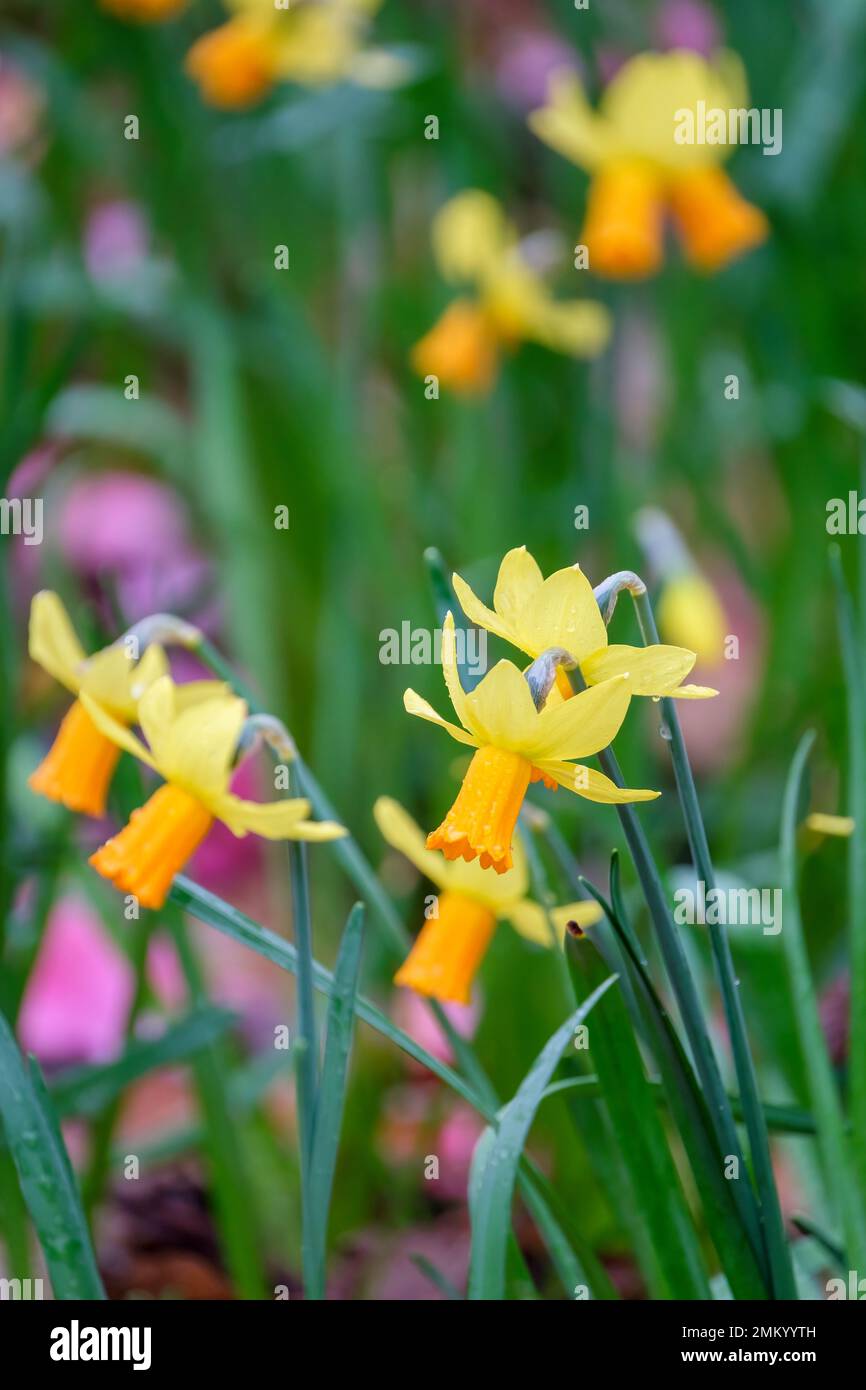 Narcissus Jetfire, daffodil Jetfire, Narcissus Jet Fire, Narcissus cyclamineus Jet Fire, bulbous perennial bright yellow, slightly reflexed perianth s Stock Photo