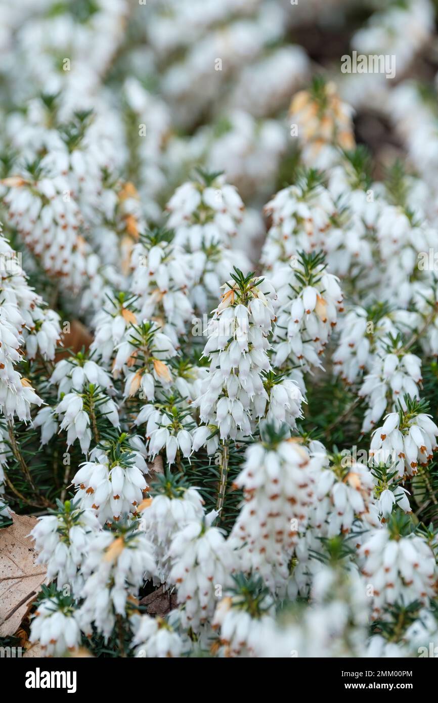 Erica carnea alba Snowbelle, heather Snowbelle, dwarf evergreen, spikes of tiny, white flowers Stock Photo