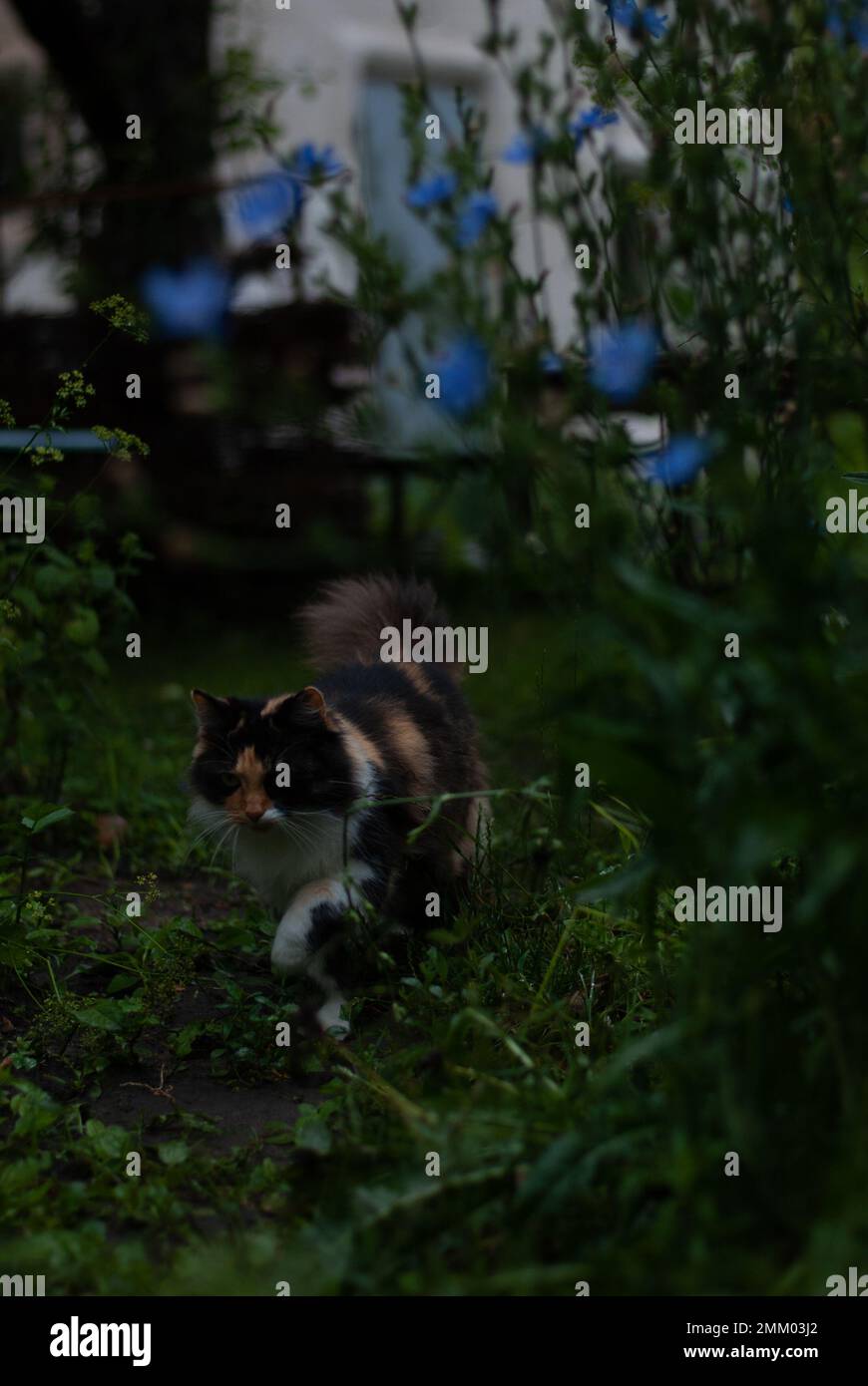 View on cat in the garden Stock Photo Alamy