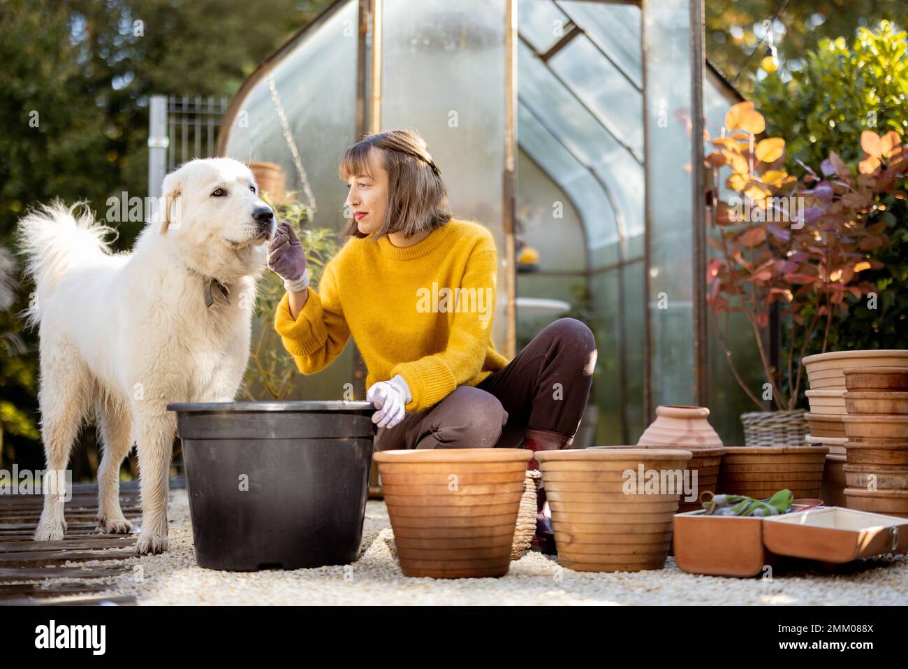 Woman planting flowers in jugs at garden Stock Photo - Alamy