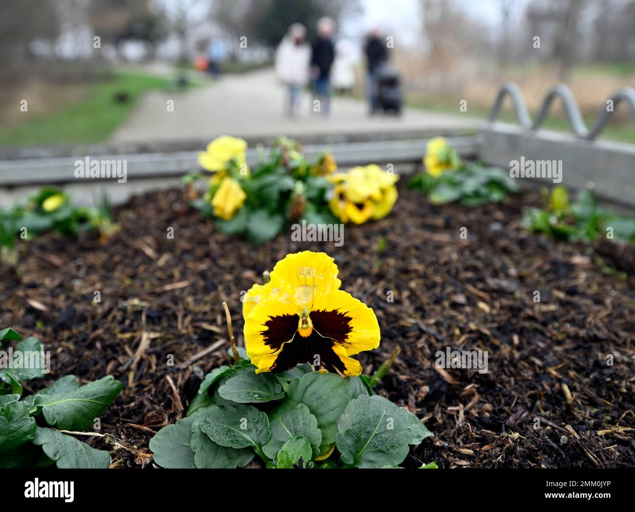 29 January 2023, North RhineWestphalia, Zündorf A pansy braves the