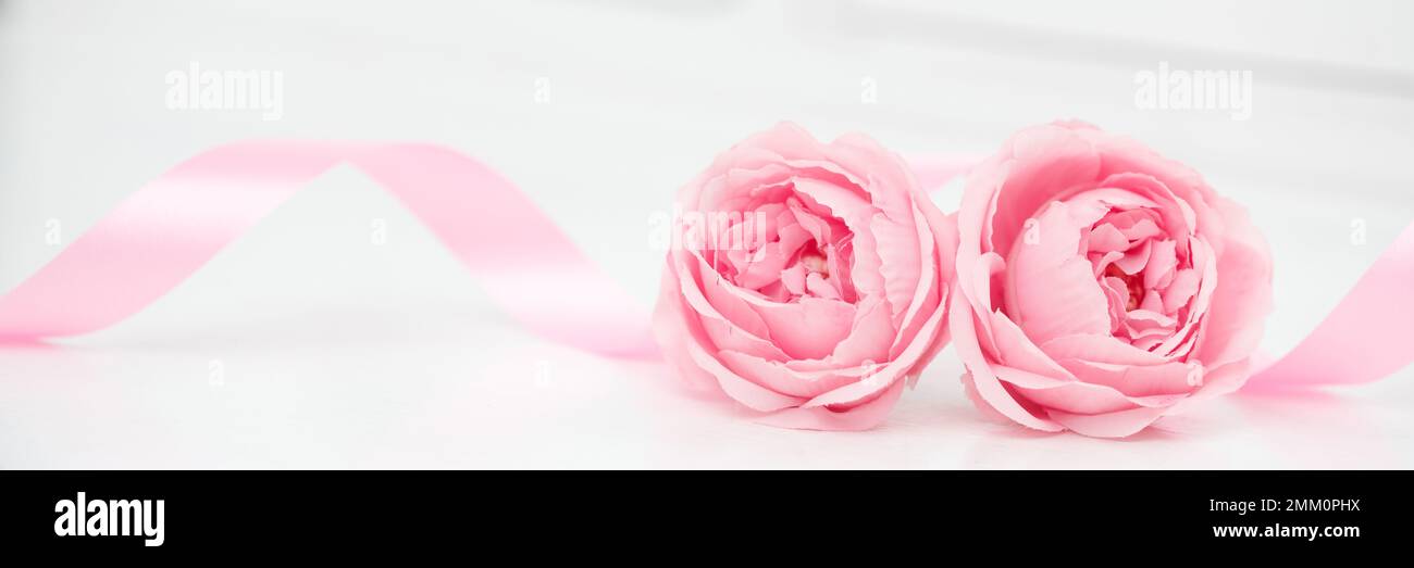 Think Pink Rubans Roses Two pink roses and ribbons isolated on white background, Valentines day ...