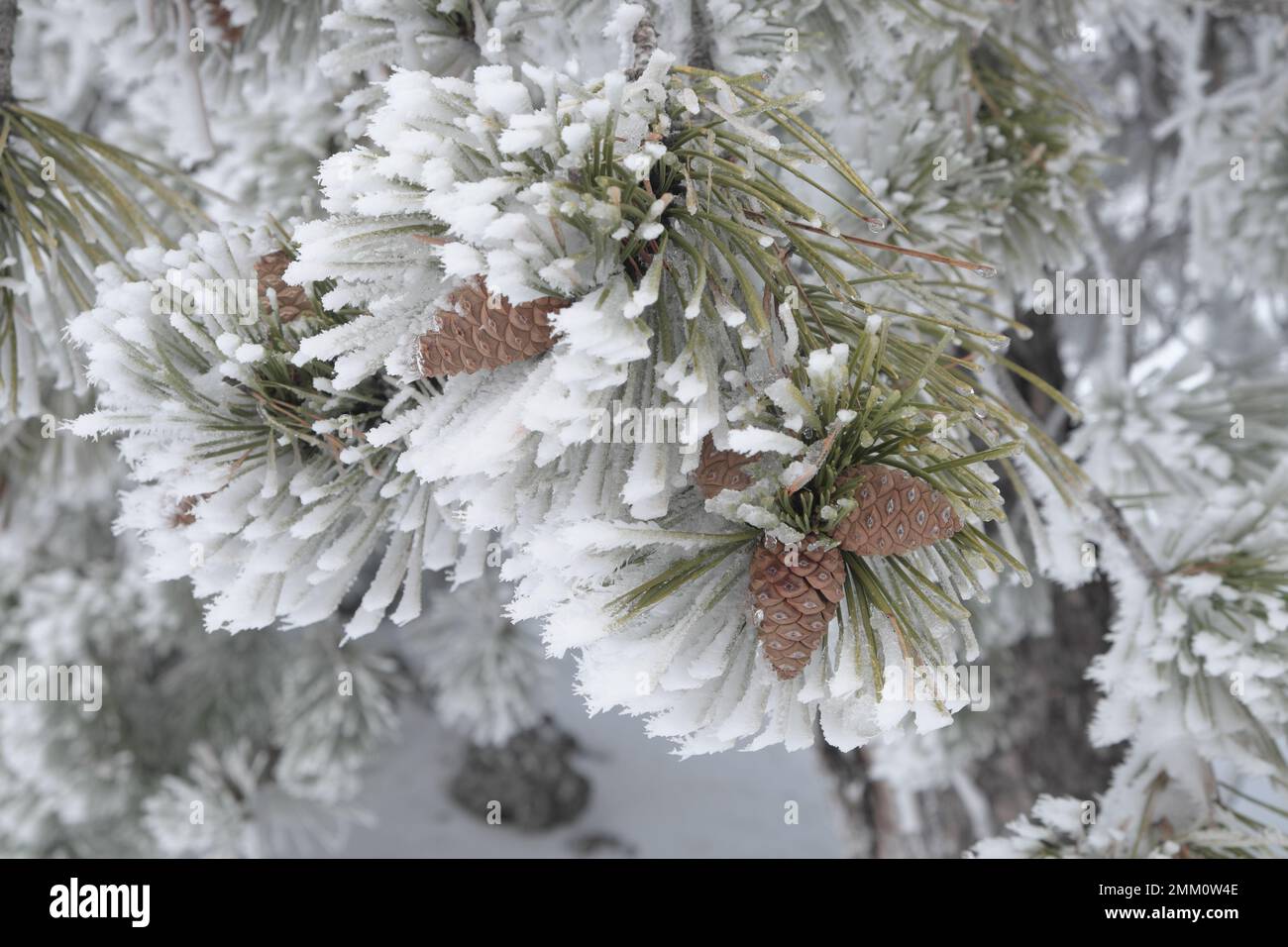 Pine needles covered frost hi-res stock photography and images - Alamy