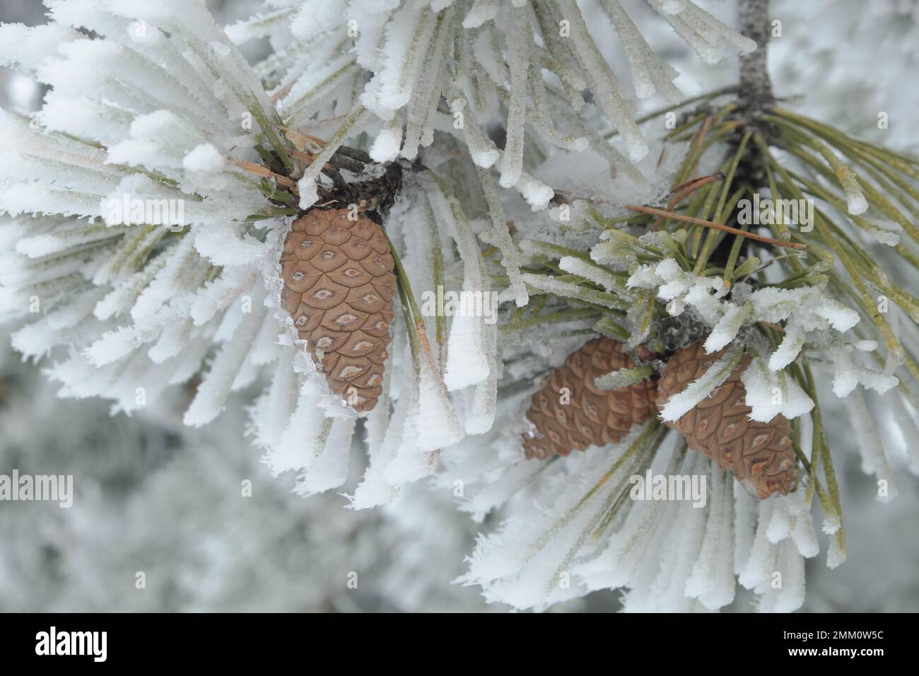 Snow Covered Pinecone Pine Pick Frost Cones -  Log