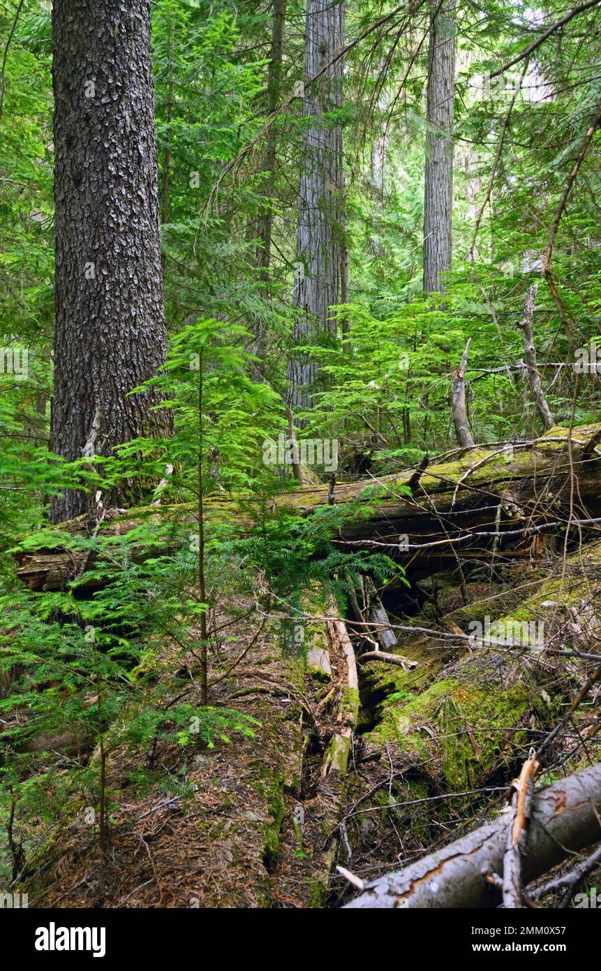 Western hemlock saplings growing out of a nurse log. Kootenai National Forest, Purcell Mountains, northwest Montana. (Photo by Randy Beacham) Stock Photo