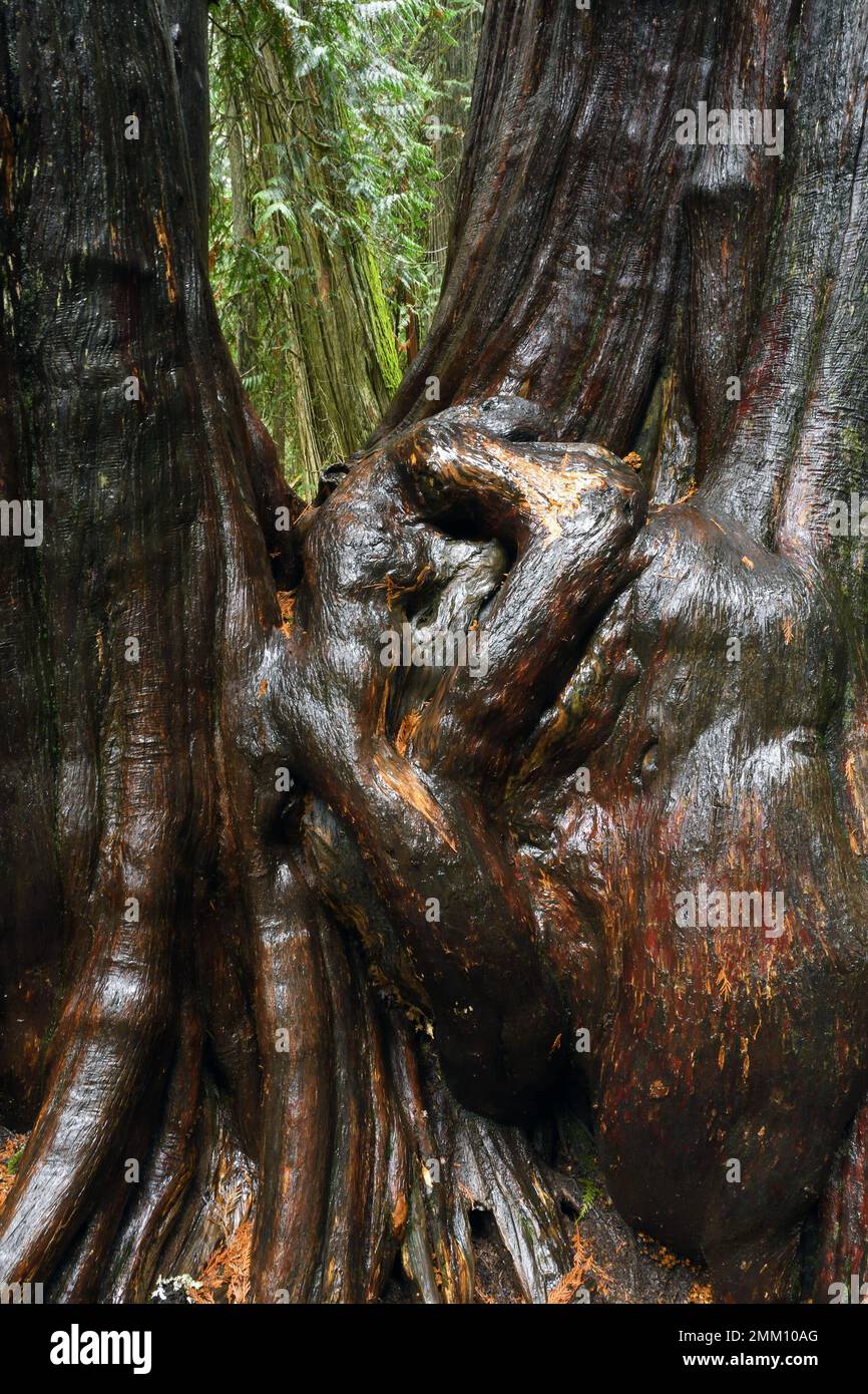 Ancient cedars in Ross Creek Cedar Grove. Kootenai National Forest in
