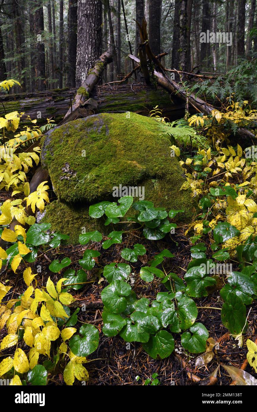 Old-growth forest in fall with wild ginger. Kootenai National Forest in the Cabinet Mountains, northwest Montana. Stock Photo