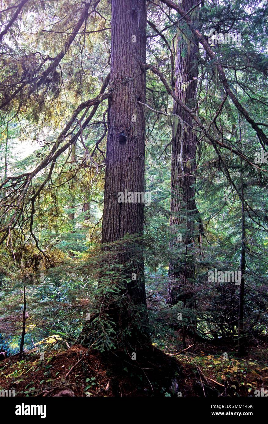 Western hemlocks in an old-growth forest. Kootenai National Forest in the Cabinet Mountains, northwest Montana. (Photo by Randy Beacham) Stock Photo