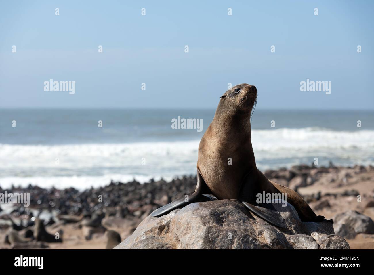 Fur seal enjoy the heat of the sun at the Cape Cross seal colony in Namibia, Africa. Wildlife photography Stock Photo