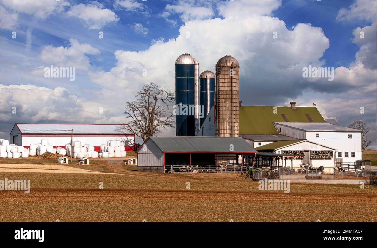A View of Calves and Wrap Animal Feed, that looks like Marshmallows, on a Farm on a Sunny Day