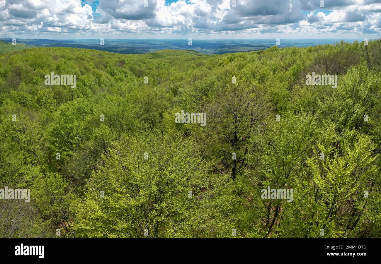 Aerial drone view above tree crowns of a beech forest during springtime ...