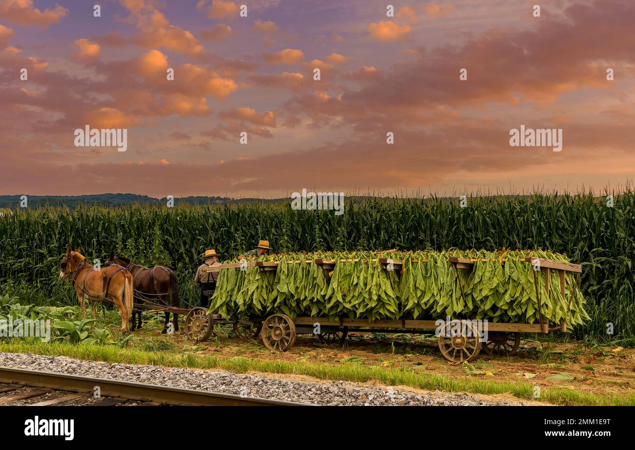 do amish use tobacco Smoking: the Amish Smoke Cigs? Amish 365 AMISH Tobacco barn...the Amish seem