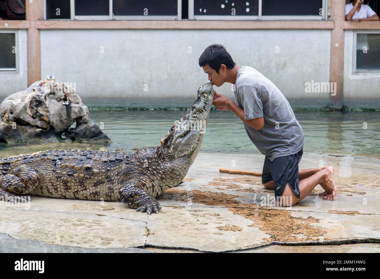 SAMUT PRAKAN, THAILAND, NOV 05 2016, Dangerous performance with wild animals. The tamer kisses the crocodile snout. Stock Photo