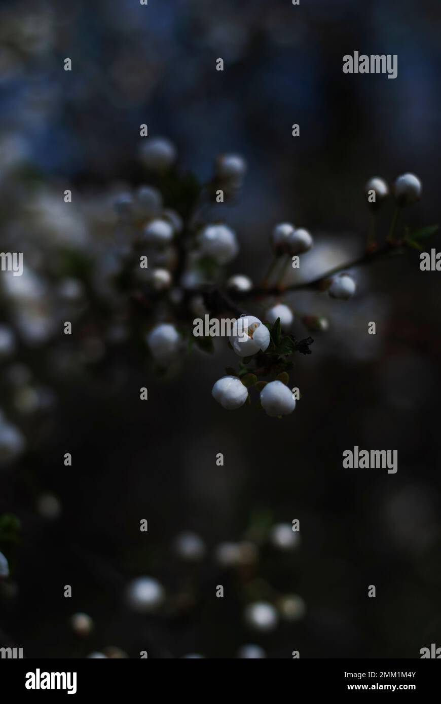 Closeup shot white doors hi-res stock photography and images - Alamy
